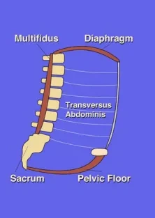 Diagram of the core canister showing the diaphragm at the top, the transversus abdominis wrapping the abdomen, the multifidus along the spine, and the pelvic floor at the base near the sacrum.